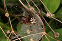 Larinioides_cornutus_D5055_Z_88_Les Gris_Frankrijk